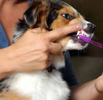 Veterinary dental cleaning in the mobile clinic