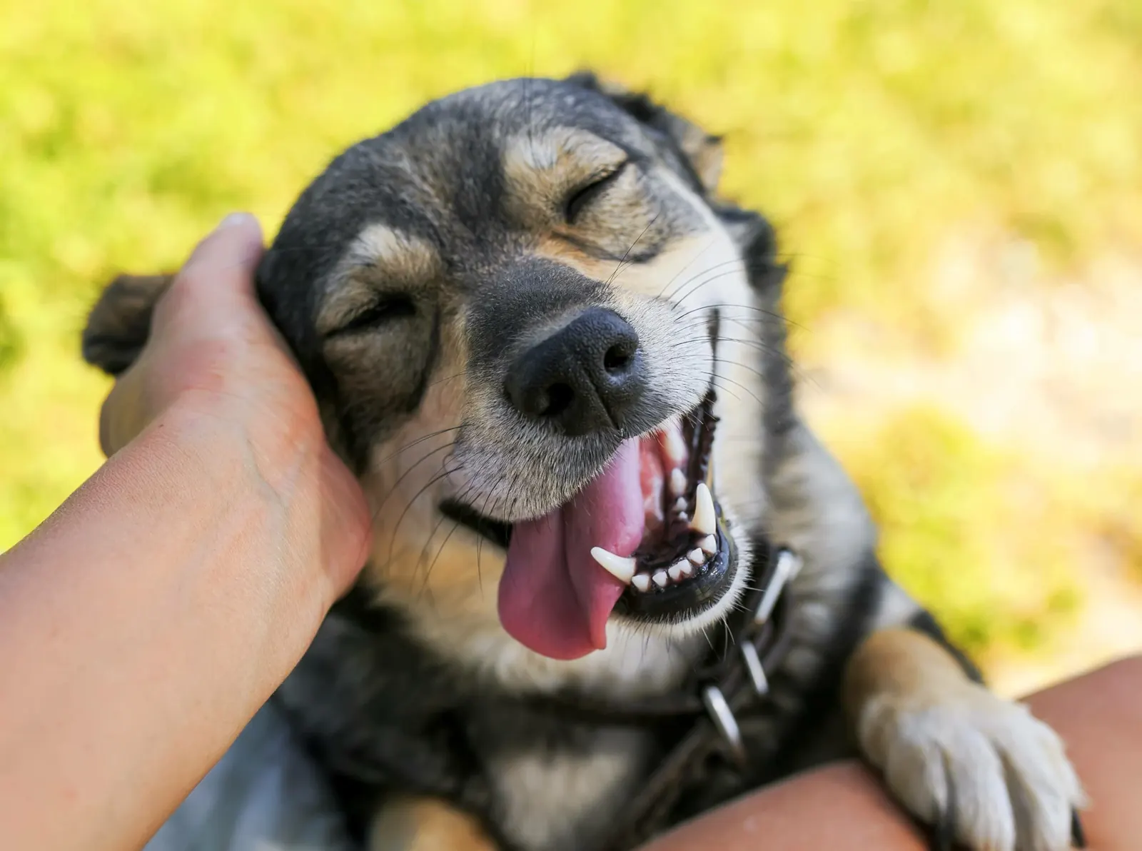 A healthy, happy dog at home